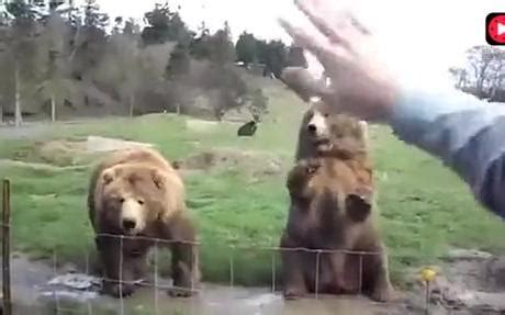 图看俄罗斯人与熊：他们的故事我说你听