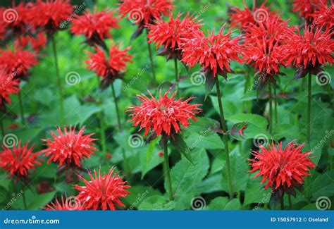 Bee Balm Images