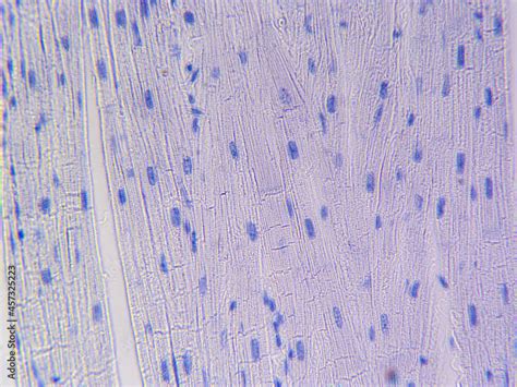 Histology image of cardiac muscle tissue Stock Photo | Adobe Stock