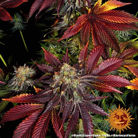 Layer Cake Strain