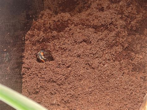 Up Periscope : r/turtle