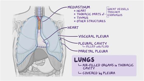 Lung Anatomy Fissures The Right Upper Lobe Of The Lung: 3D Anatomy