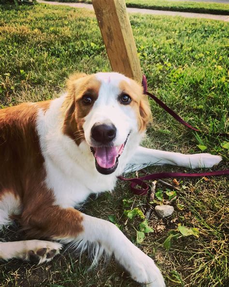 Golden Retriever Border Collie Mix