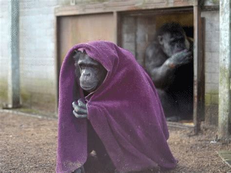 Gorillas wrapped in blankets in Lucknow Zoo: Heaters installed for ...