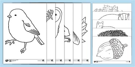 Woodland Animals Colouring Pages | Primary Resources