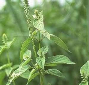 Nayuruvi Seeds | Apamarga | Chirchita | Chaff | Achyranthes Aspera ...