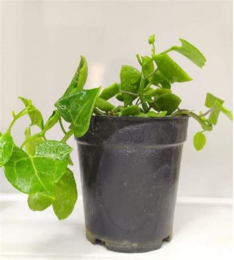 English Ivy | TheGreenyard.in