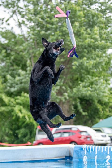 Image result for Dog Diving Platform