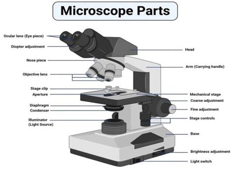 Image result for Using a USB Microscope to Study Mushrooms