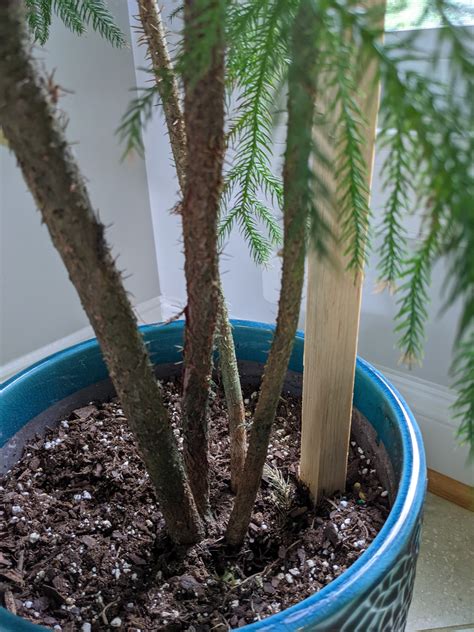 Norfolk Island Pine Care Guide: Cultivating Elegance Indoors