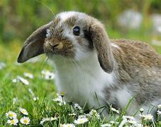 Image result for Spring Bunnies Desktop