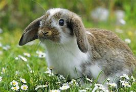 Image result for Pretty Rabbit Dancing Bunny