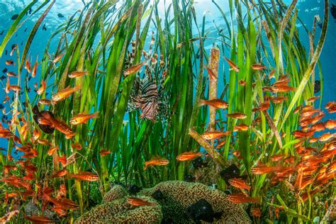Coral Reefs Seagrass Plants