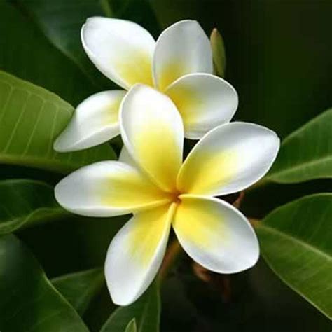 VARA DE SAN JOSE – Vivero El Encanto