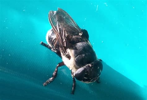 Image result for Bot Fly Control