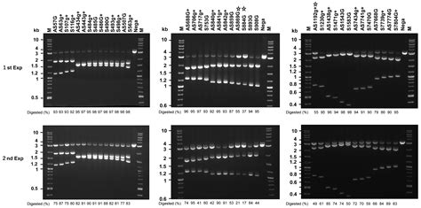 Disruption of Human Papillomavirus 16 E6/E7 Genes Using All-in-One ...