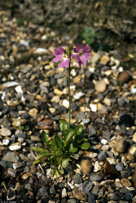 USDA Plants Database