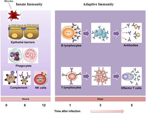 Image result for Understanding How Adaptive Immunity Works