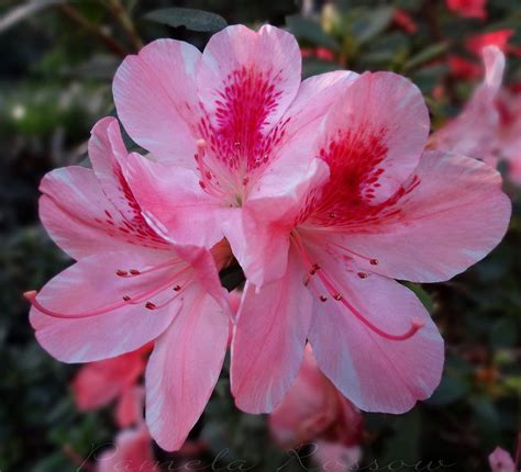 Athidhi Garden Coral Pink Bush Azalea Flower Live Healthy Plant ...