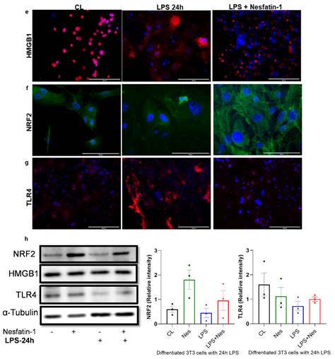 NUCB2/Nesfatin-1 Reduces Obesogenic Diet Induced Inflammation in Mice ...