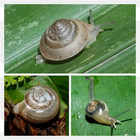 Invertebrates: High diversity but low on conservation agenda