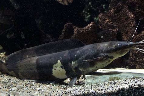 Clarias Batrachus: Walking Catfish Facts & Care Insights