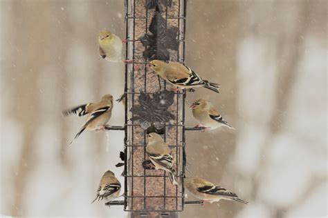 American Goldfinch Spring Series #1 – Robin's Birds