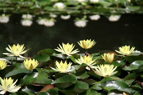Image result for Flowchart Pemrograman LED
