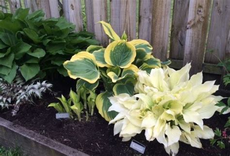 Pin on Hosta gardens | Hosta gardens, Hosta plants, White feather hosta
