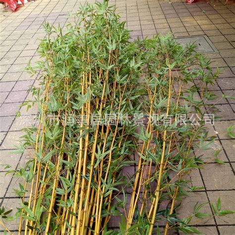 热销仿真竹子 多叶竹子 景观仿真竹子竹子产品新款上市-阿里巴巴