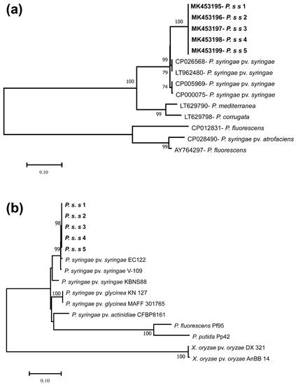 Biology | Special Issue : Recent Advances in Molecular Plant Pathology