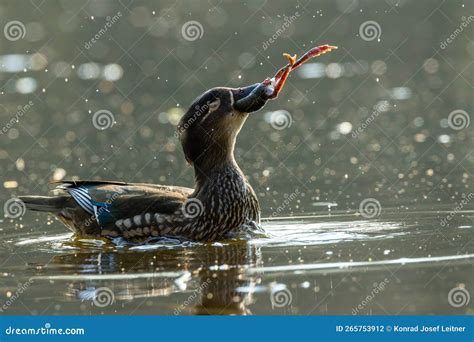 Image result for Toad Eating Duck