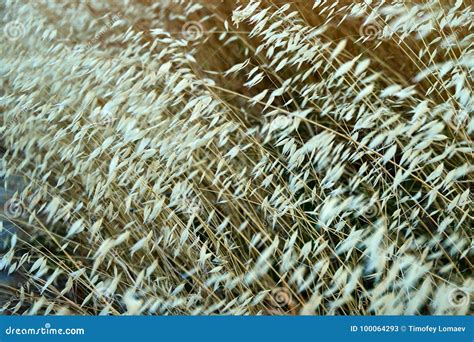 Wild Oats Plant. Avena Fatua, Known As the Common Wild Oat - Grass in the Oat Genus Stock Image ...