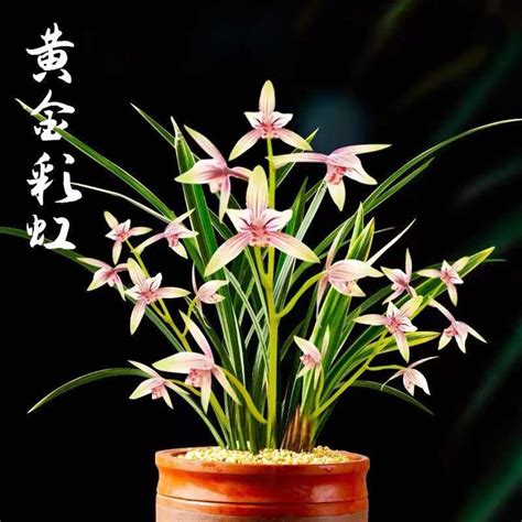 Live Cymbidium Ensifolium 黄金彩虹 Orchids Perfect for Windowsills - Etsy