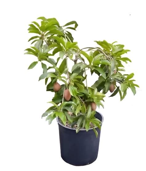 Oxiflora Thai Round Chikoo Chiku Sapota Sweet Pouteria Plant (Grafted ...