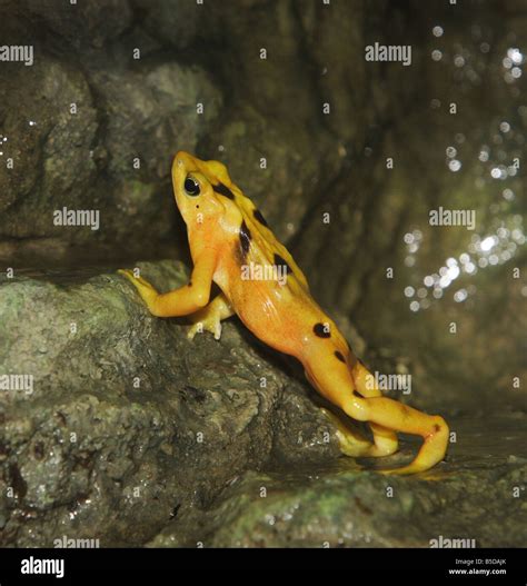 Golden frog hi-res stock photography and images - Alamy