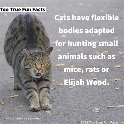 Top Ten Cat Facts at Lucy Schindler blog