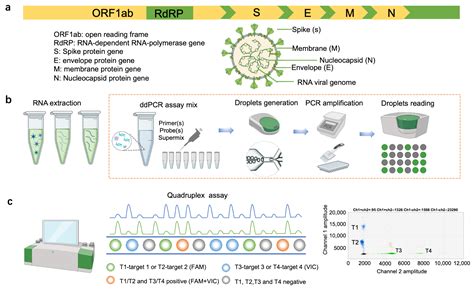 Quadruplex Droplet Digital PCR Assay for Screening and Quantification ...