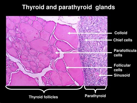 PPT - Anatomy of Endocrine Glands: Pituitary, Thyroid & Parathyroid PowerPoint Presentation - ID ...