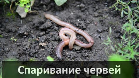 Как научиться производить-размножать червей Старатель - Диптера