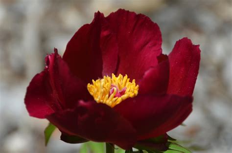 Southern Peony: 2016 Peony Blooms Very Early - Week 1