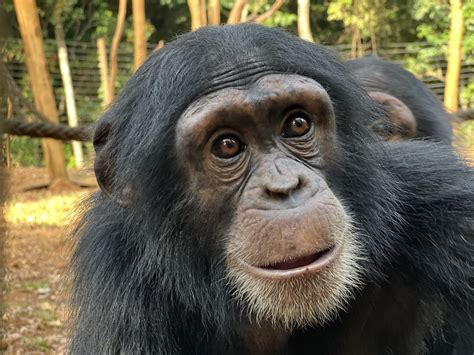 Leo – Tacugama Chimpanzee Sanctuary