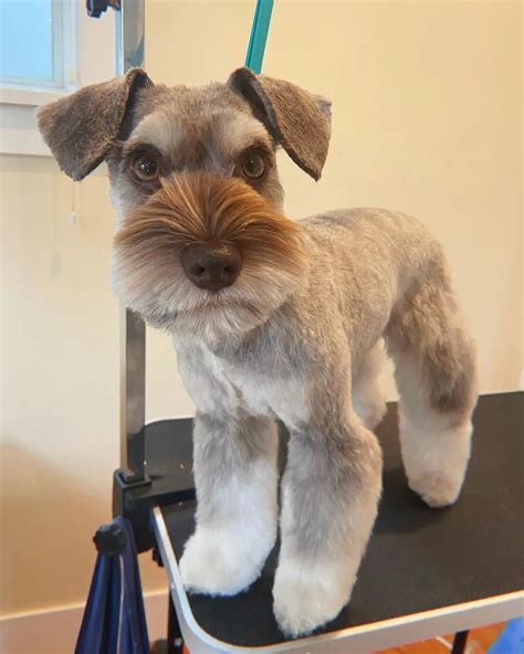 Schnauzer Haircuts And Grooming Styles