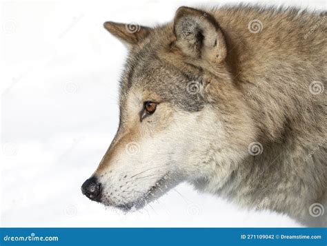 A Tundra Wolf (Canis Lupus Albus) Closeup in the Winter Snow. Stock ...