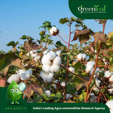 Cotton production under multidimensional stress: ILO study