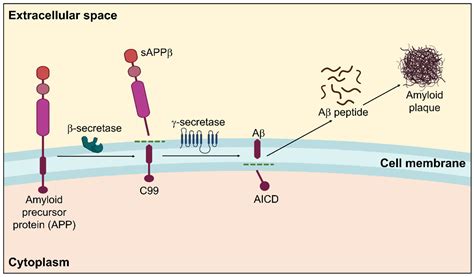 An Insight into Cellular and Molecular Mechanisms Underlying the Pathogenesis of ...