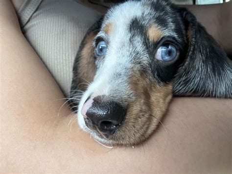 Do I have a double dapple dachshund? : r/Dachshund