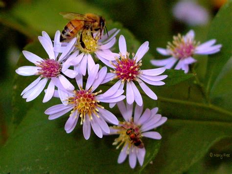 Symphyotrichum cordifolium (Blue Wood or Heart-leaved Aster)