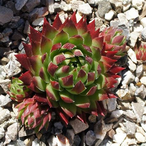 17 Sempervivum Variety Ideas : Beautiful Succulent Garden