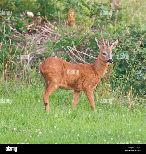 This is a wild Roe Buck - the male of the species of deer Stock Photo ...